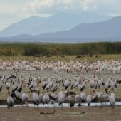  Lake Manyara, TZ